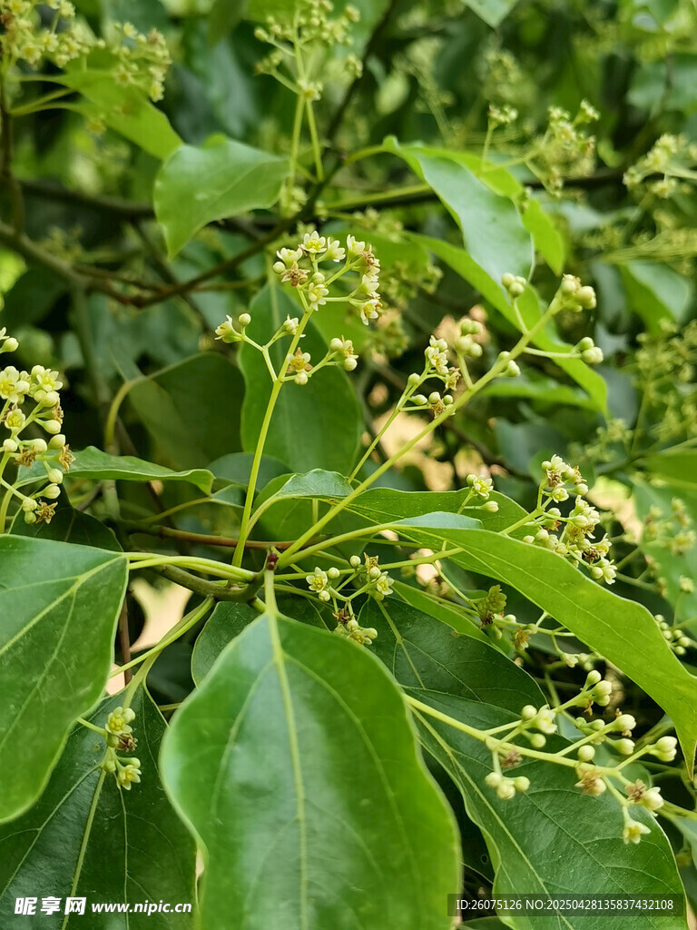 野花