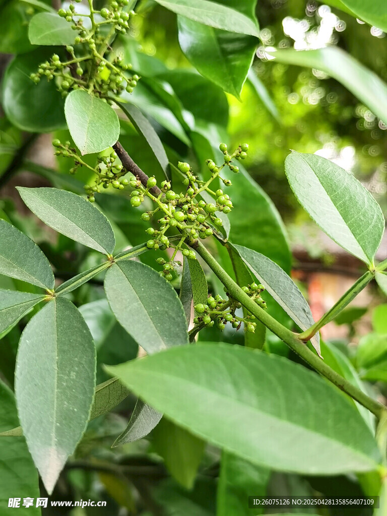 花椒树