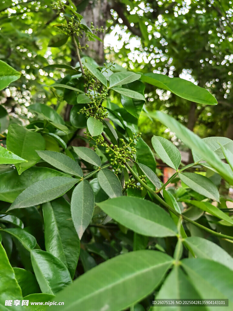青花椒