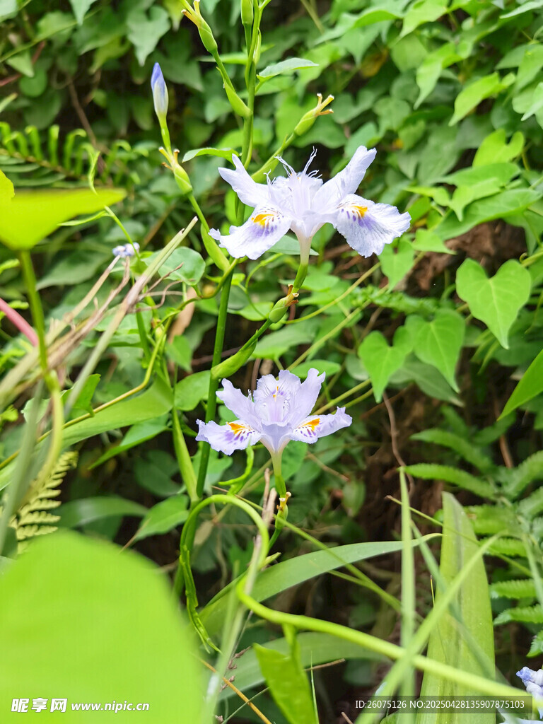 兰花