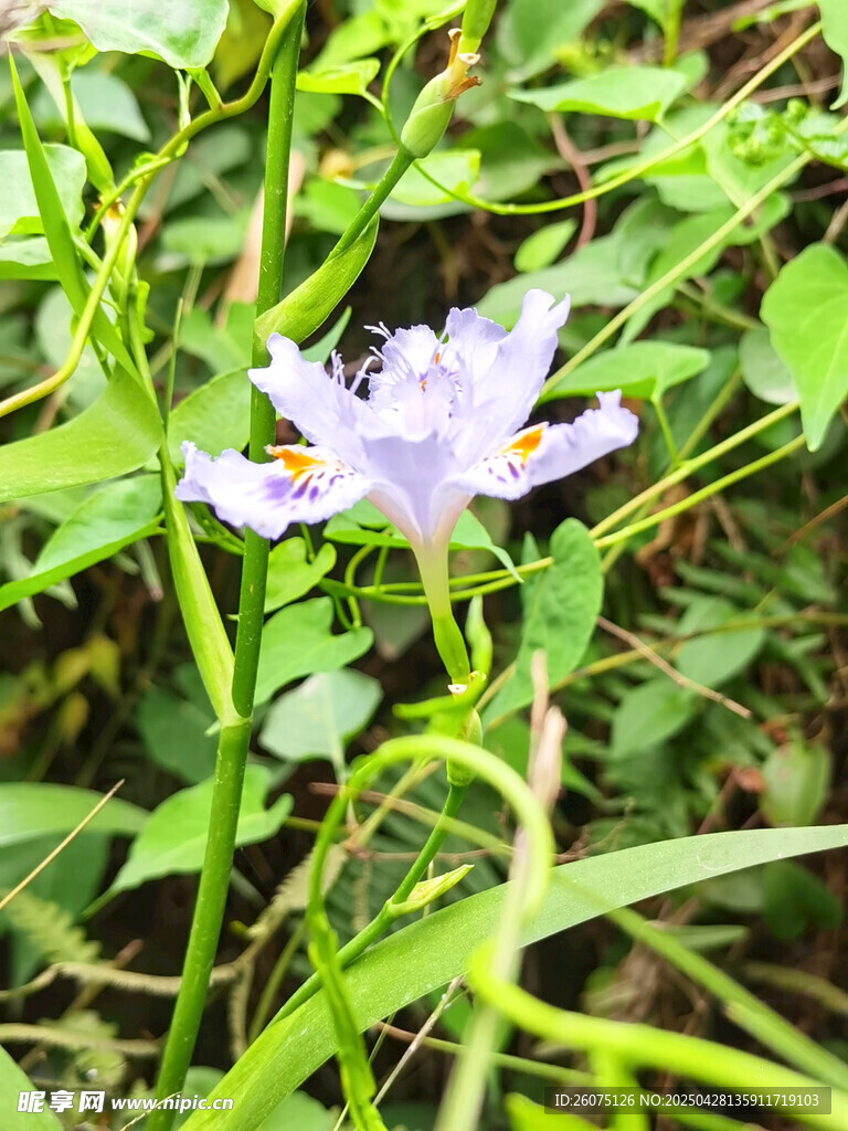 兰花