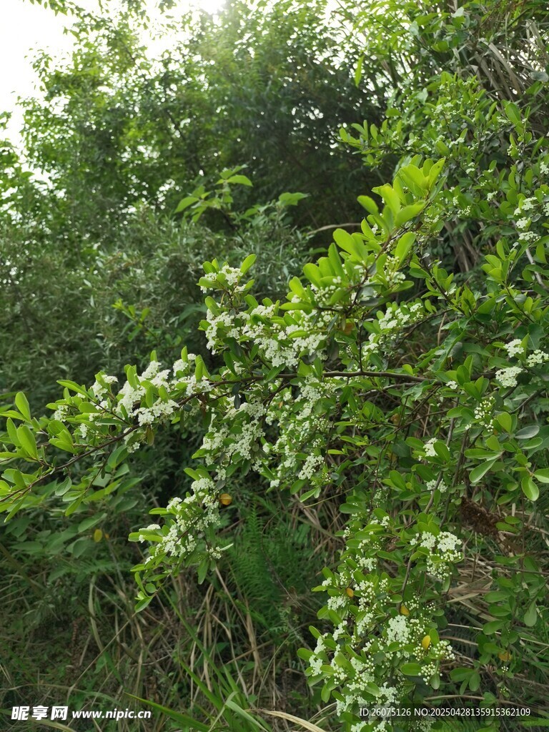 灌木丛