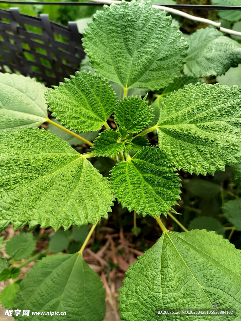 荨麻
