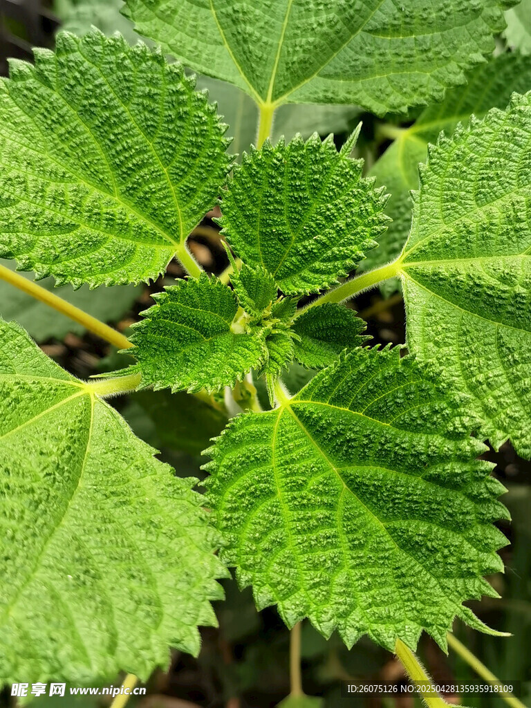 荨麻