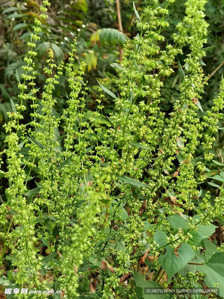 野花野草