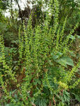 野草
