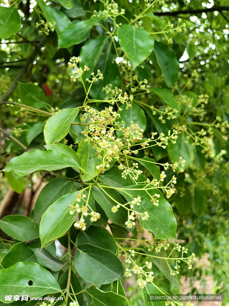 野花