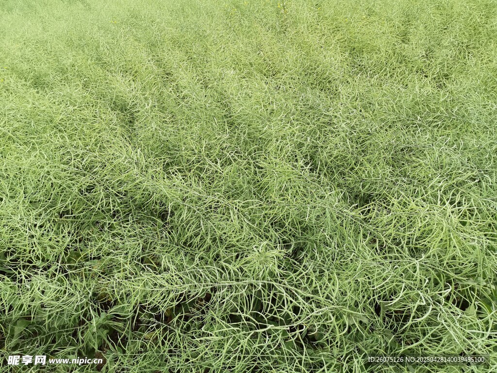油菜地