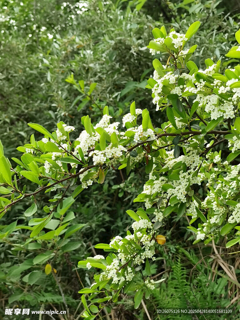 野外白花