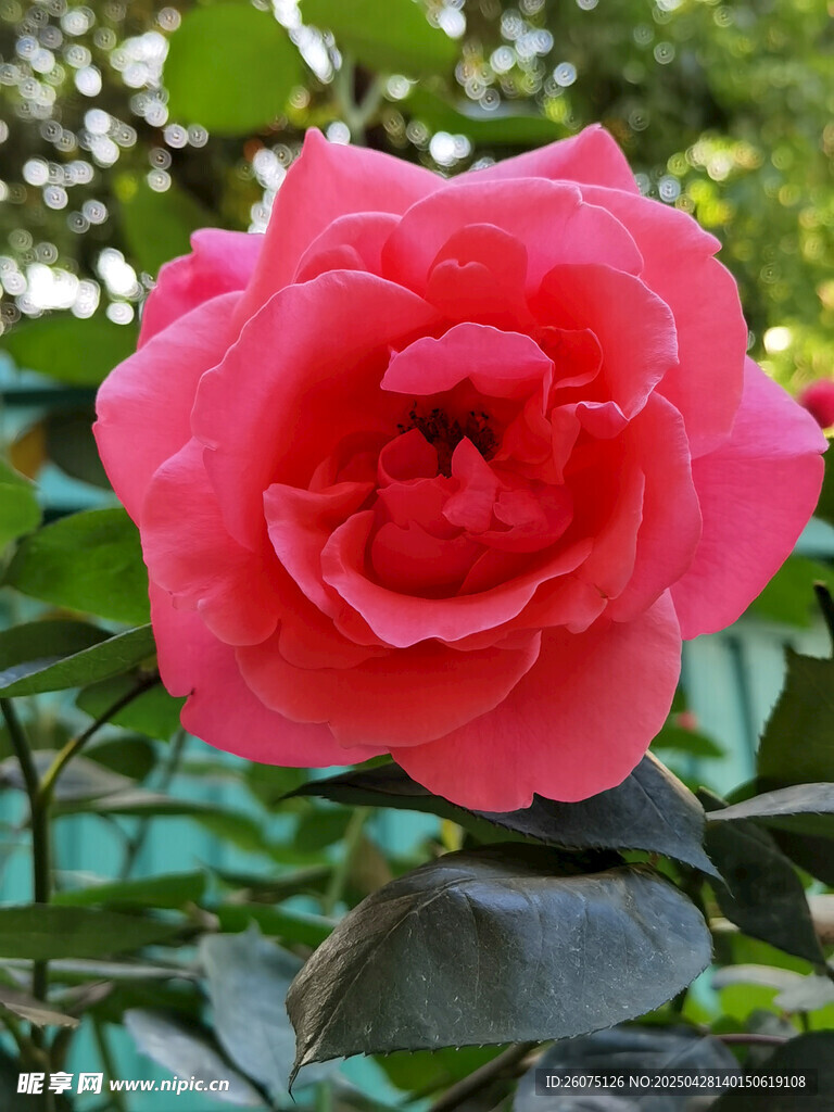 粉色月季