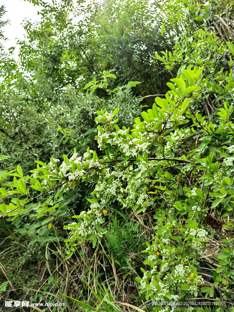 灌木丛