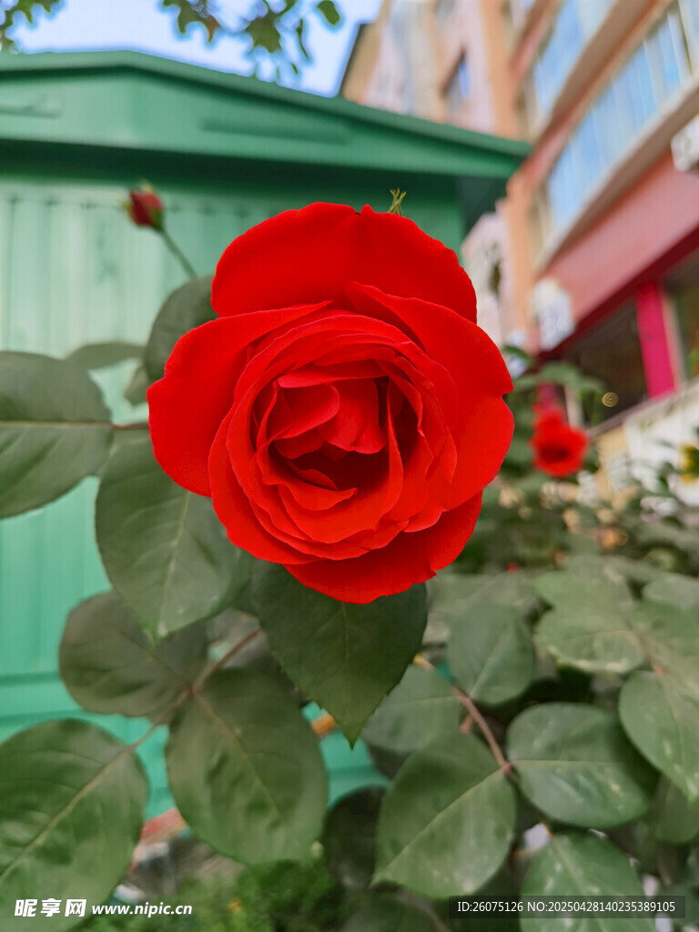 红色月季花