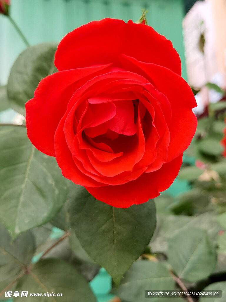 红月季