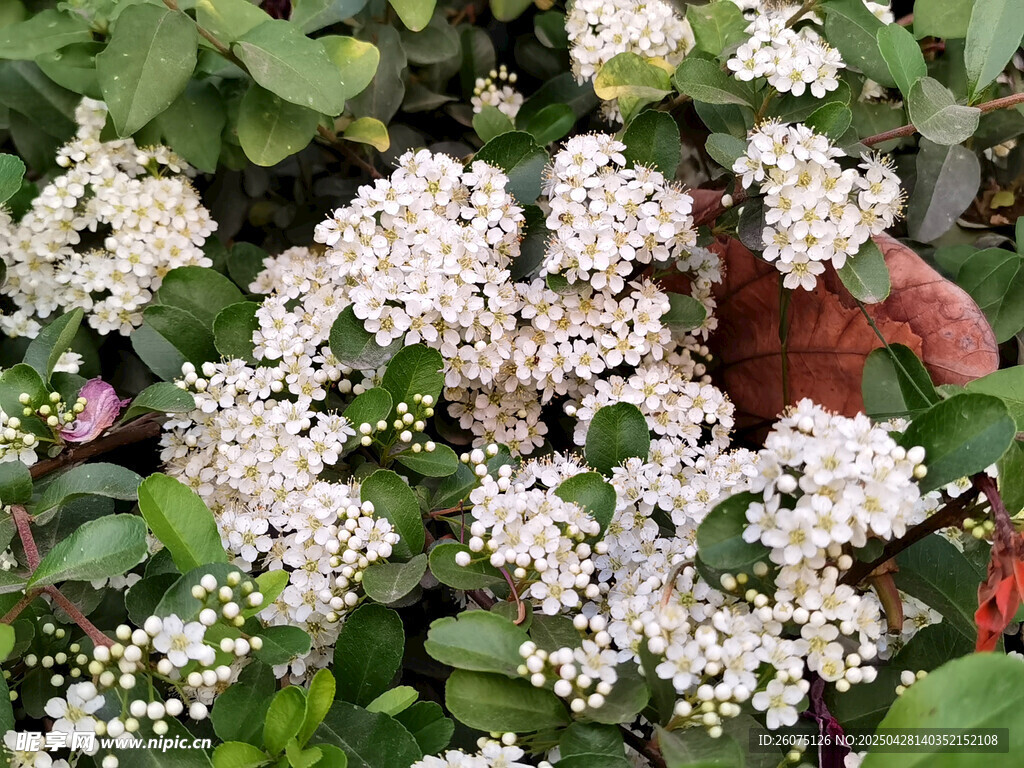 白色花团