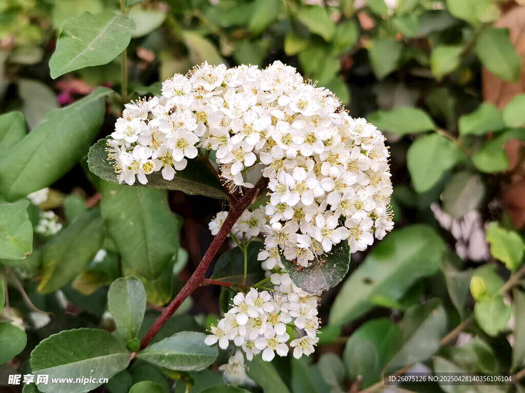 白色花朵