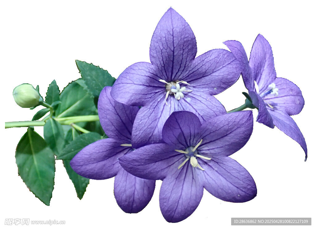 紫色风铃花插画