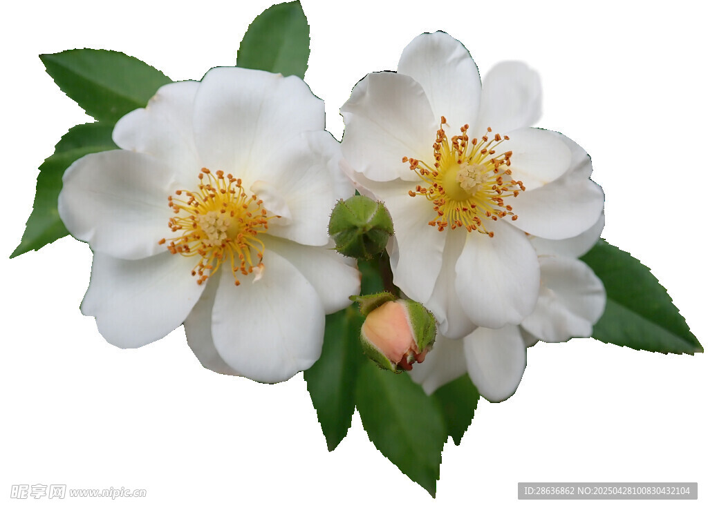 两朵洁白山茶花带绿叶