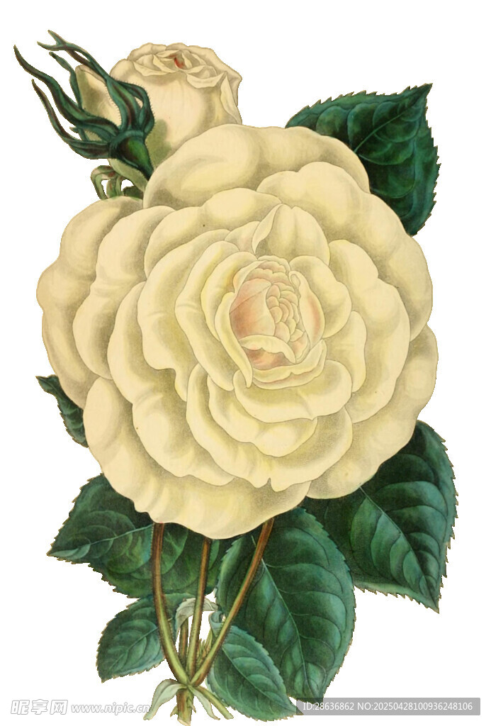 淡黄山茶花插画