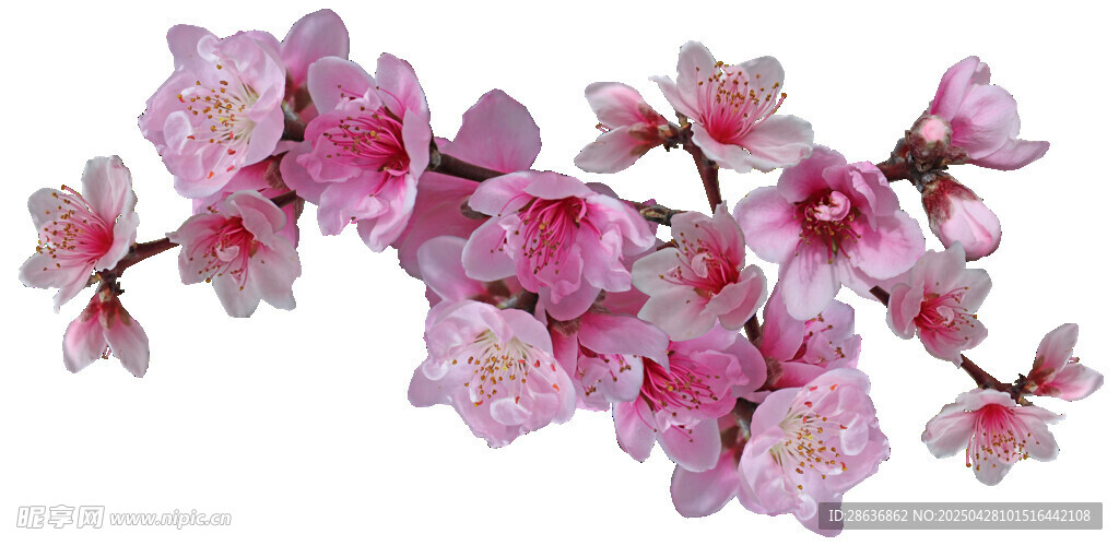 娇艳粉色樱花花枝