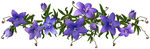 紫色风铃花绽放
