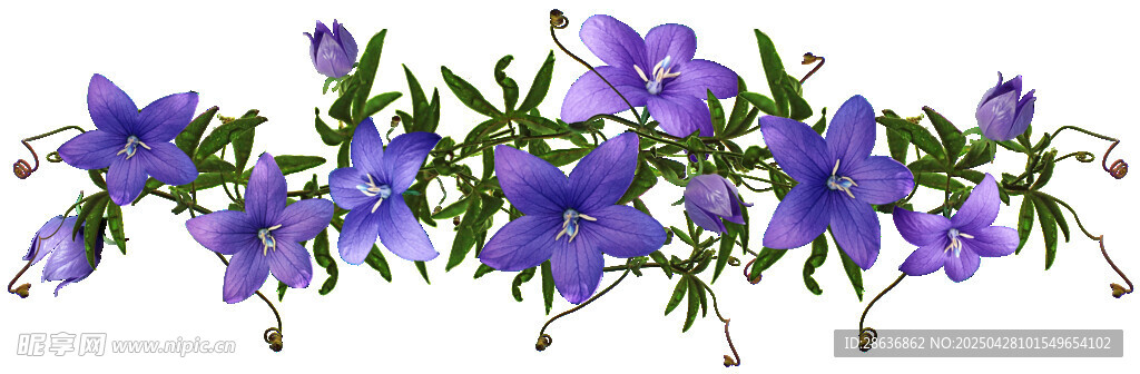 紫色风铃花绽放