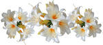 白色水仙花朵绽放