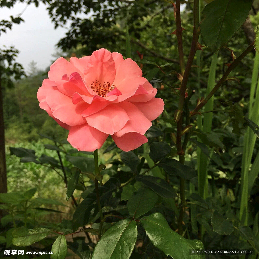 粉色月季