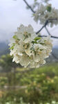 李花
