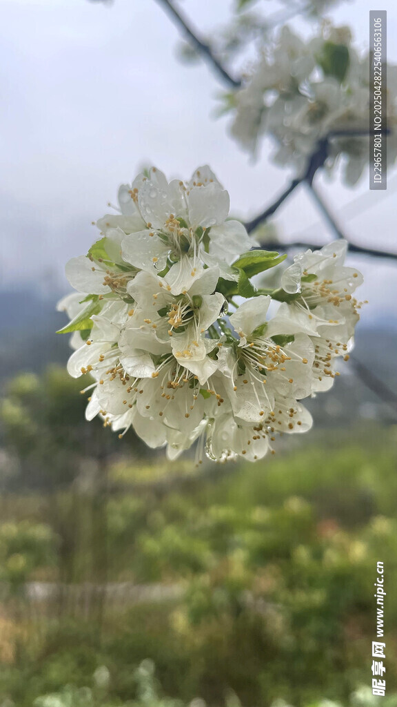 李花