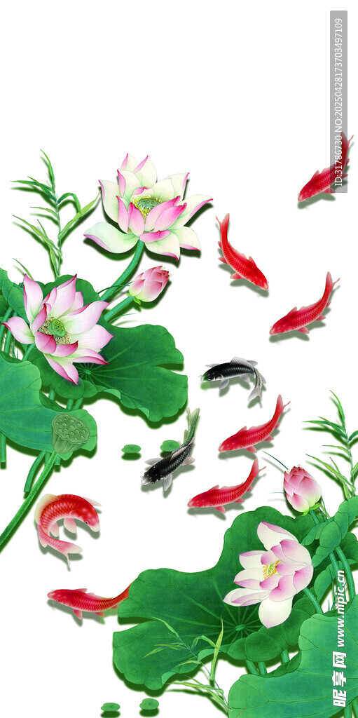 荷花锦鲤合层图