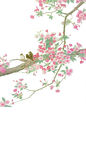花鸟背景合层图