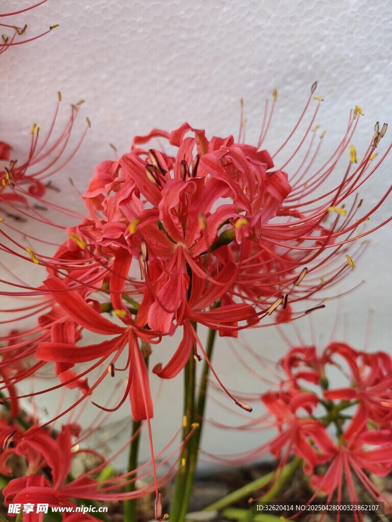 彼岸花