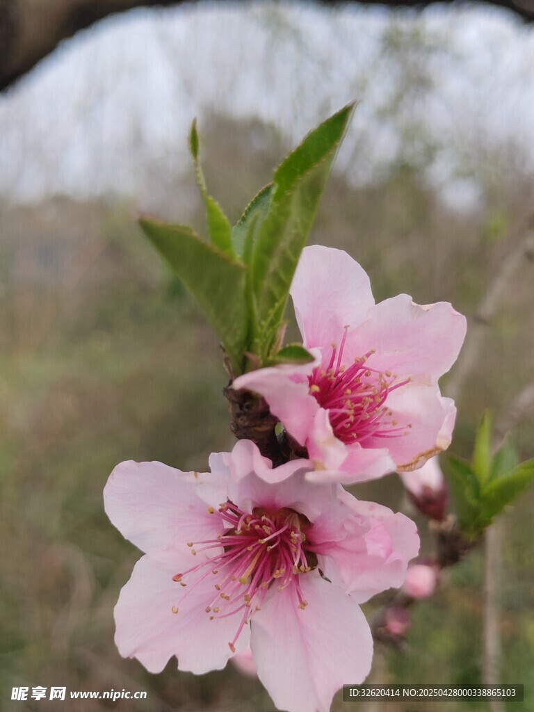 桃花