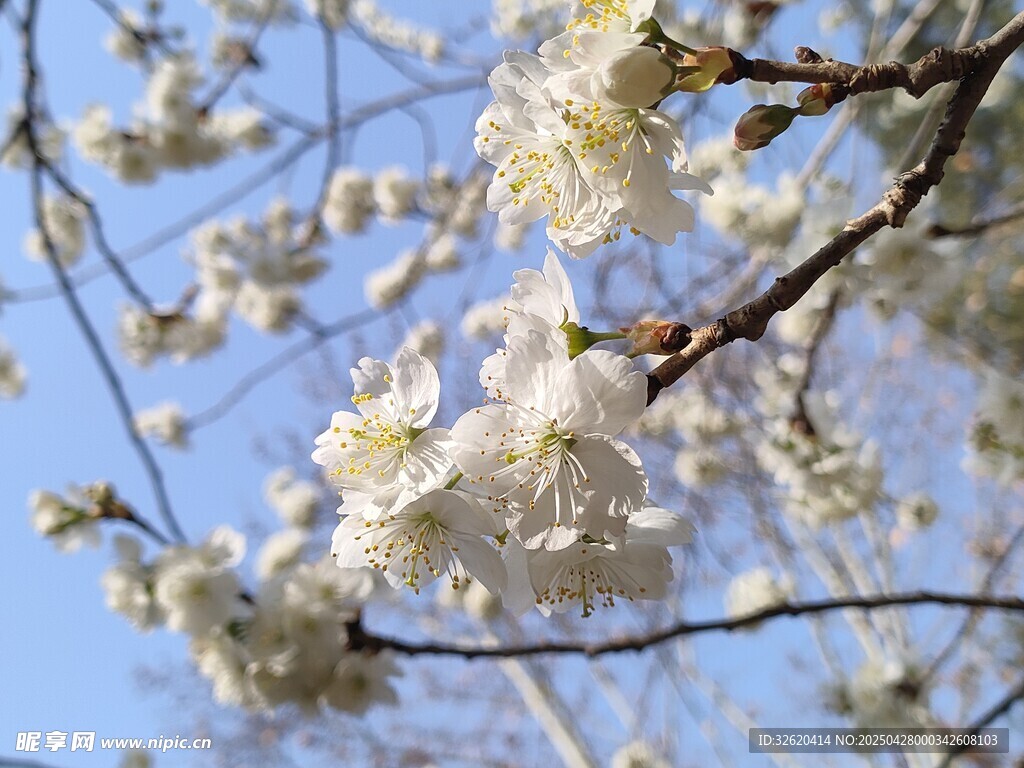 樱花