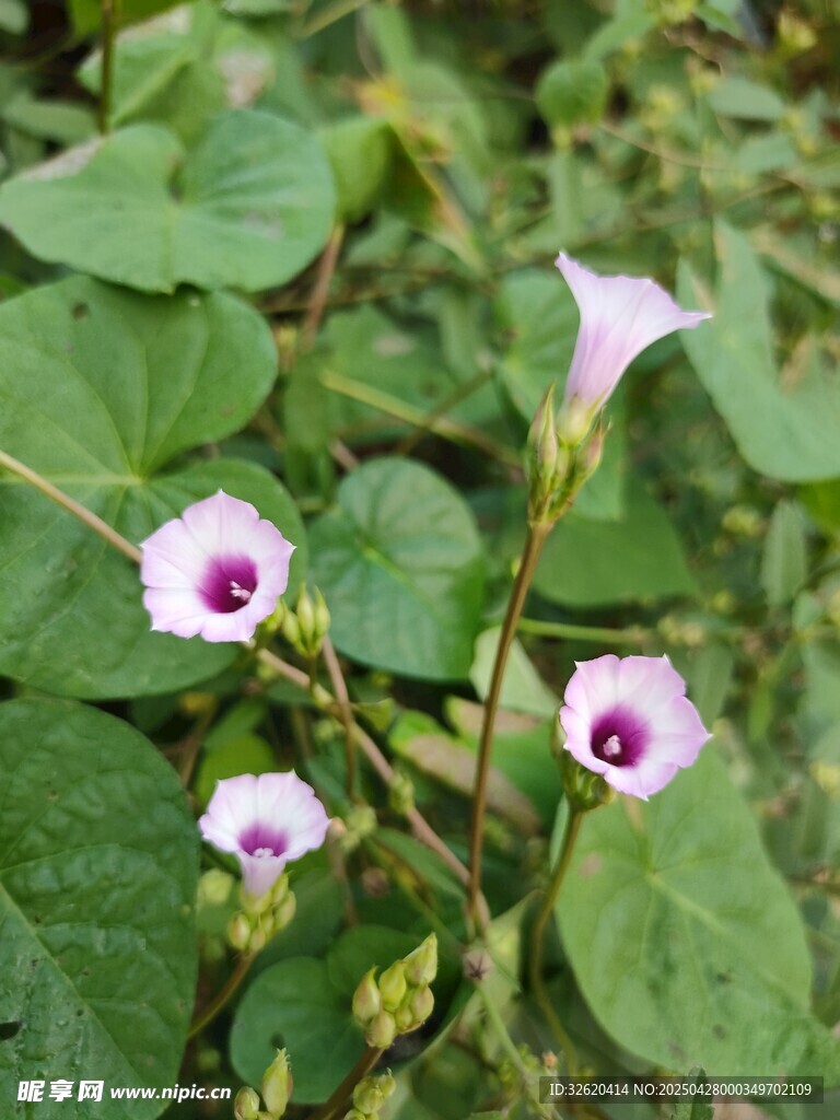 牵牛花
