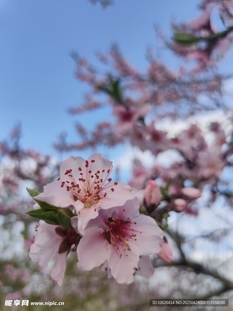 桃花