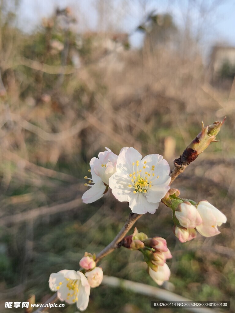 樱花