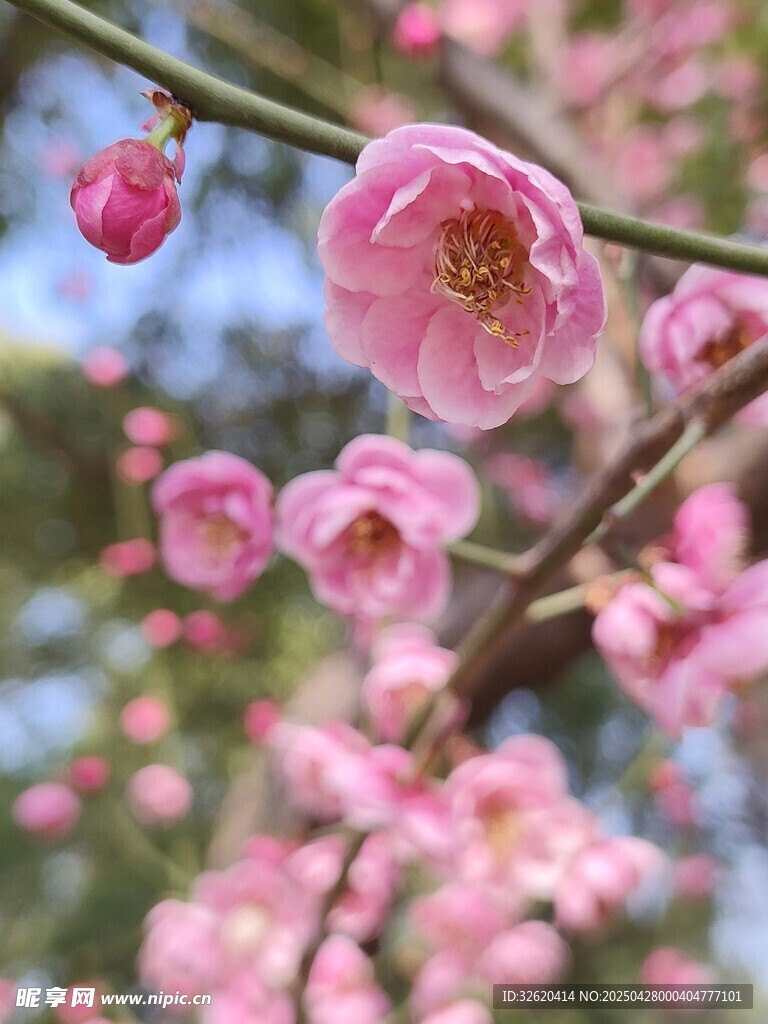 梅花