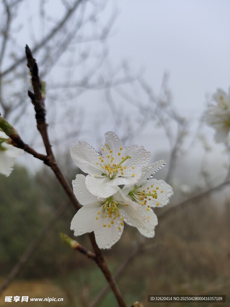 樱花