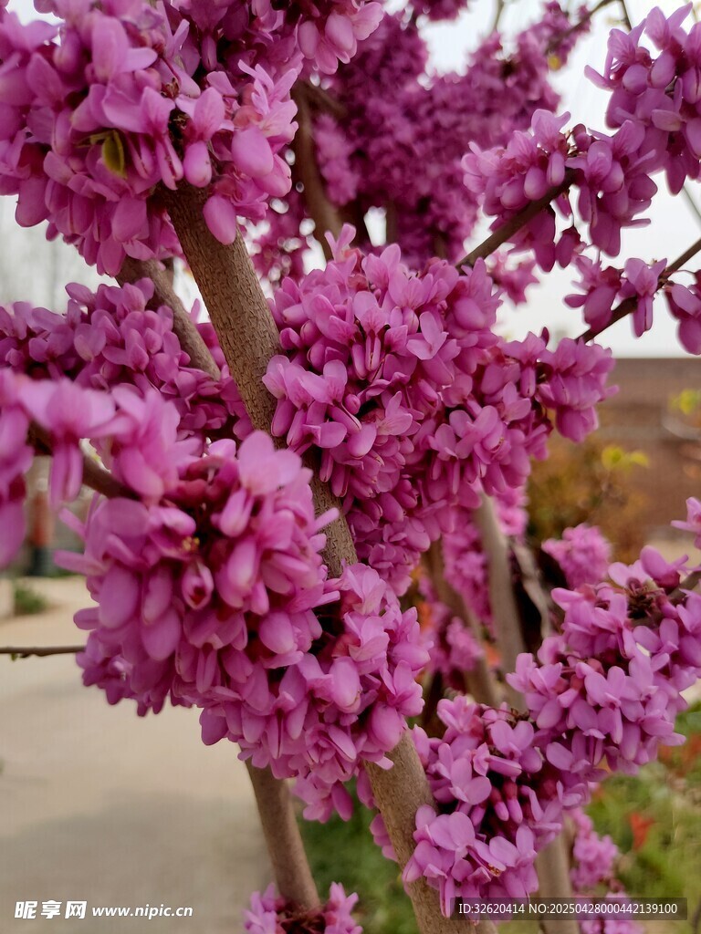 紫荆花