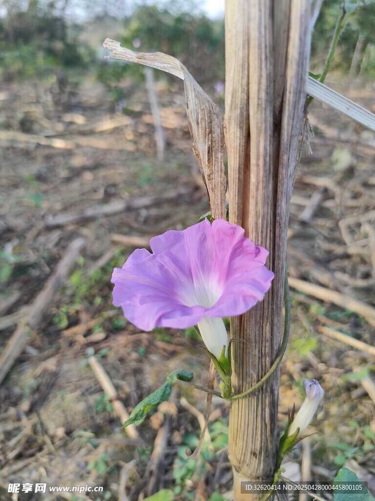 牵牛花