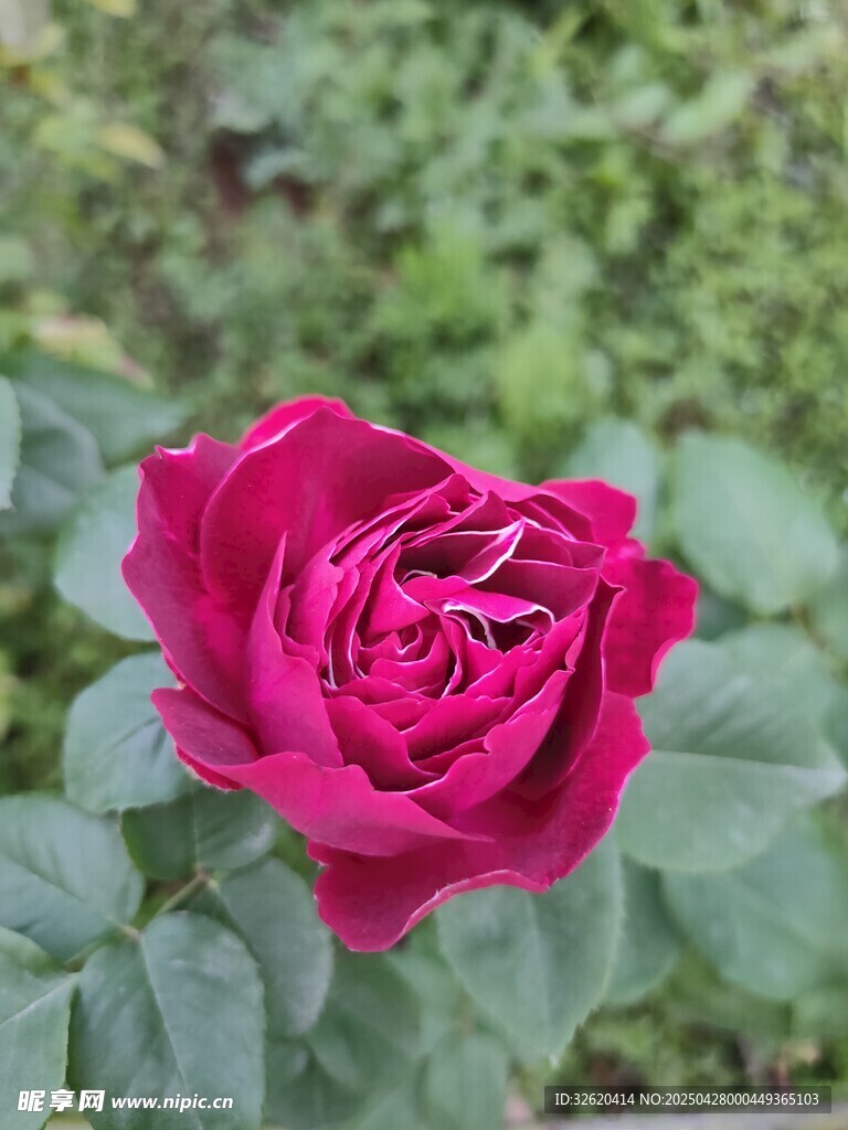 红玫瑰