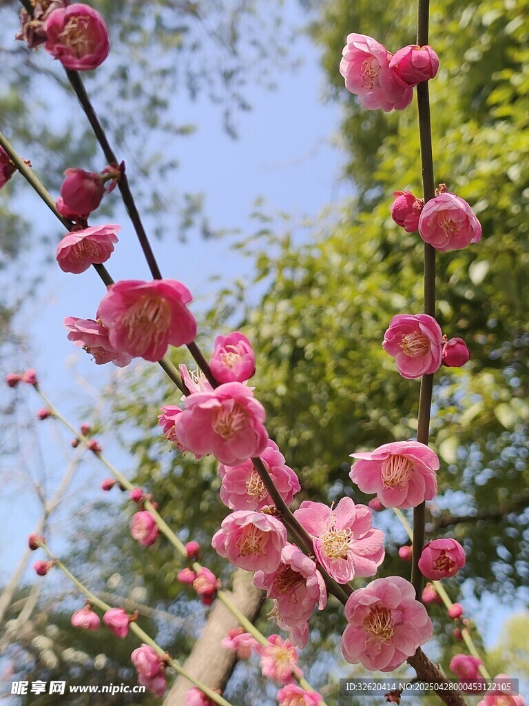 梅花