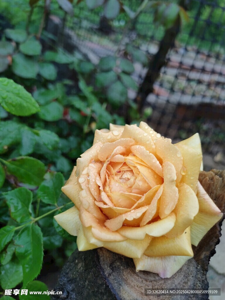 黄玫瑰