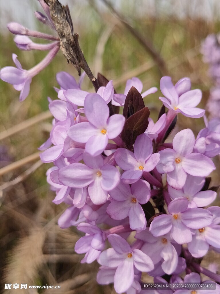 芫花
