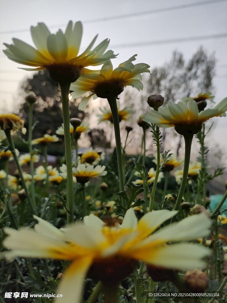 小雏菊