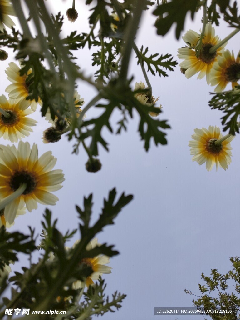 小雏菊
