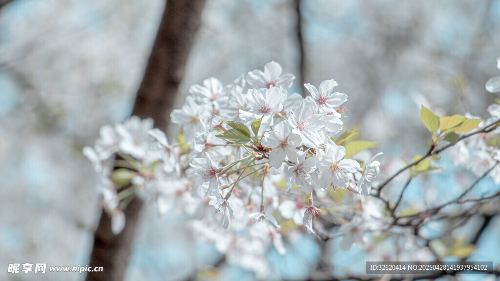 樱花