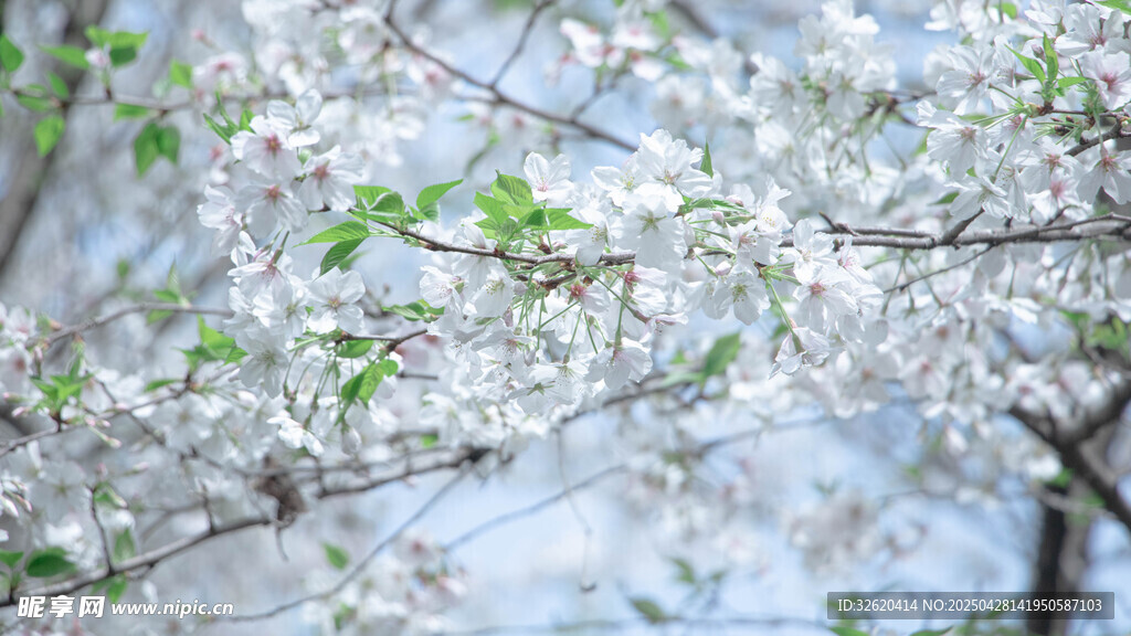 樱花