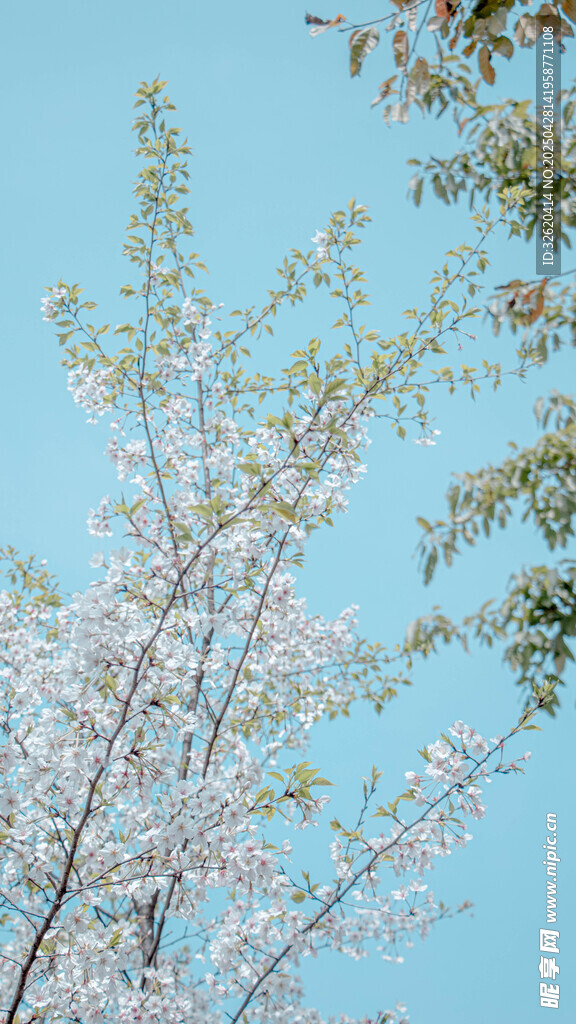 樱花